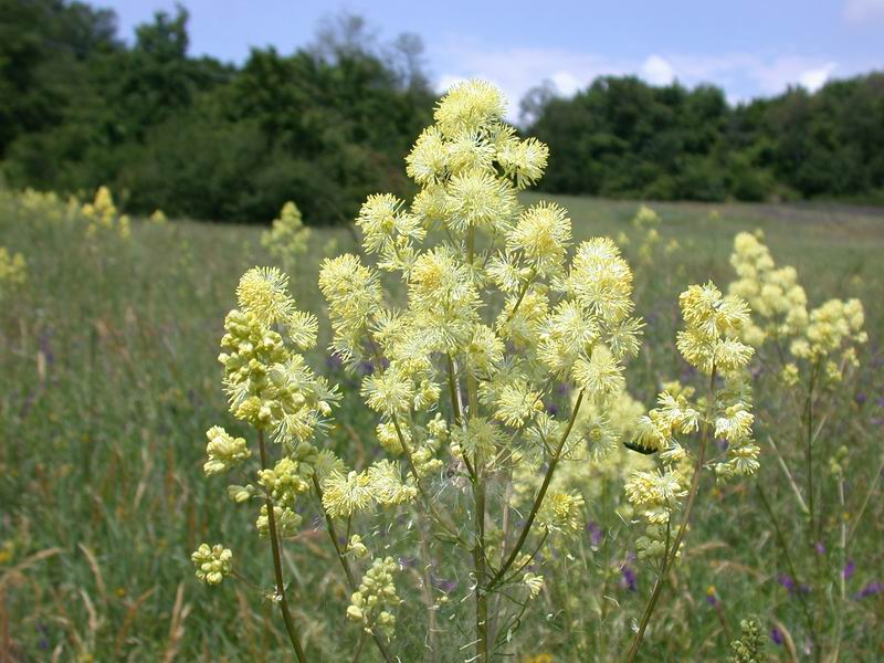 Thalictrum lucidum / Pigamo maggiore